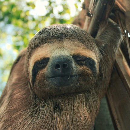 Collection image for: Sloth