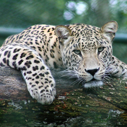 Collection image for: Snow Leopard