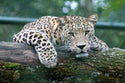 Snow Leopard