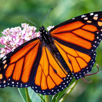 Collection image for: Monarch Butterfly