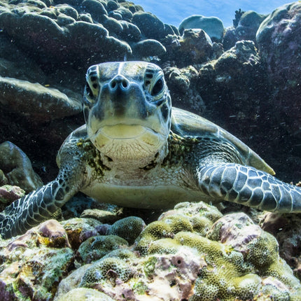 Collection image for: Sea Turtle