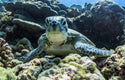 Sea Turtle