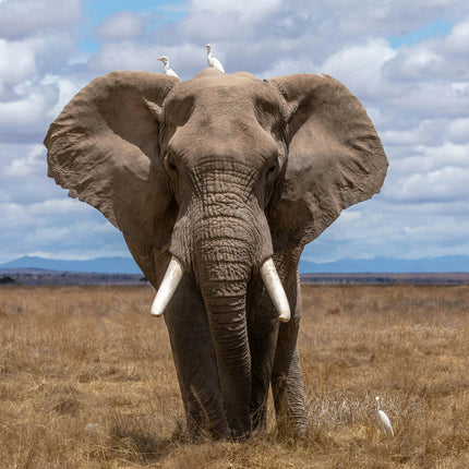Collection image for: Elephant