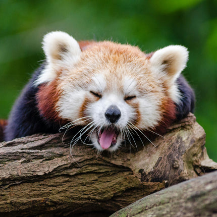 Collection image for: Red Panda