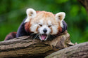 Red Panda
