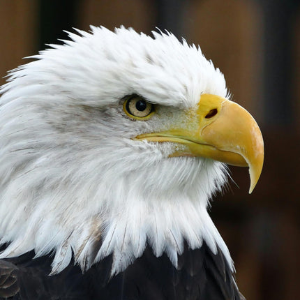 Collection image for: Bald Eagle