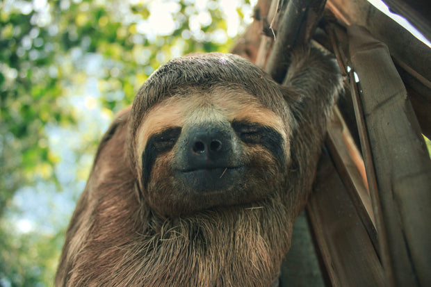 Sponsor an Animal
