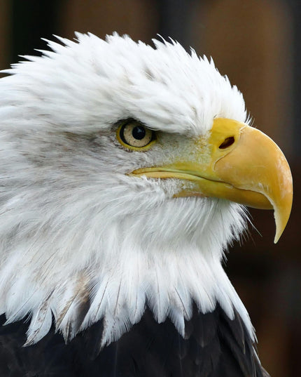 Sponsor a Bald Eagle