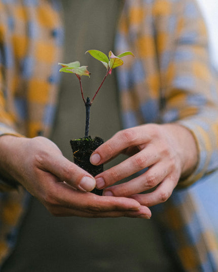Plant a Tree 🌱