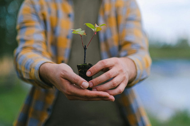 Plant a Tree